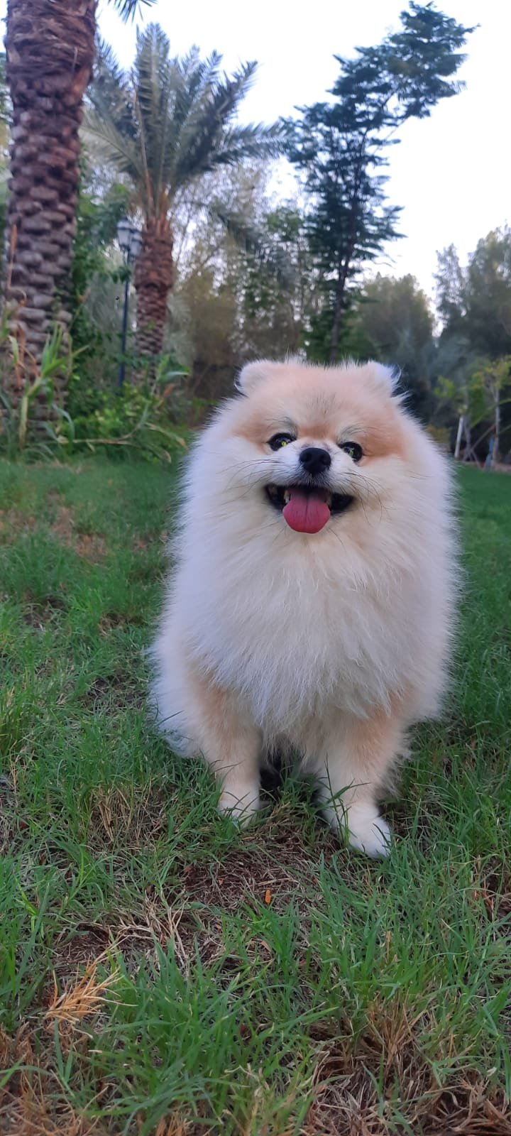 Socialized adult dog on farm grounds
