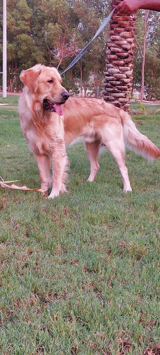Companion dog