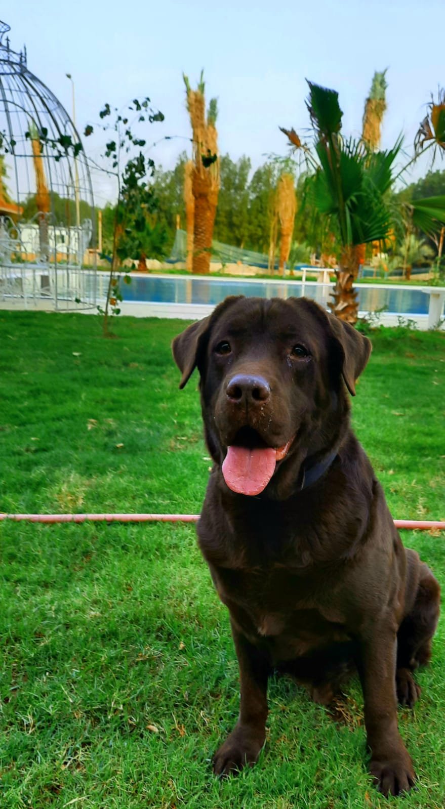 Home-raised dogs and puppies at Arabian Kennels Farm
