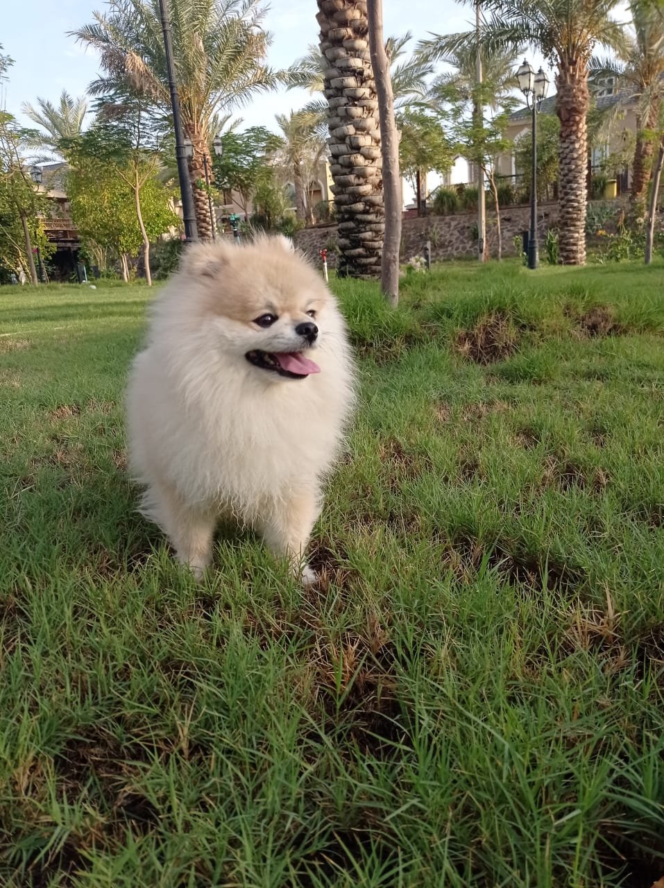 Happy farm-raised puppy in Ghran