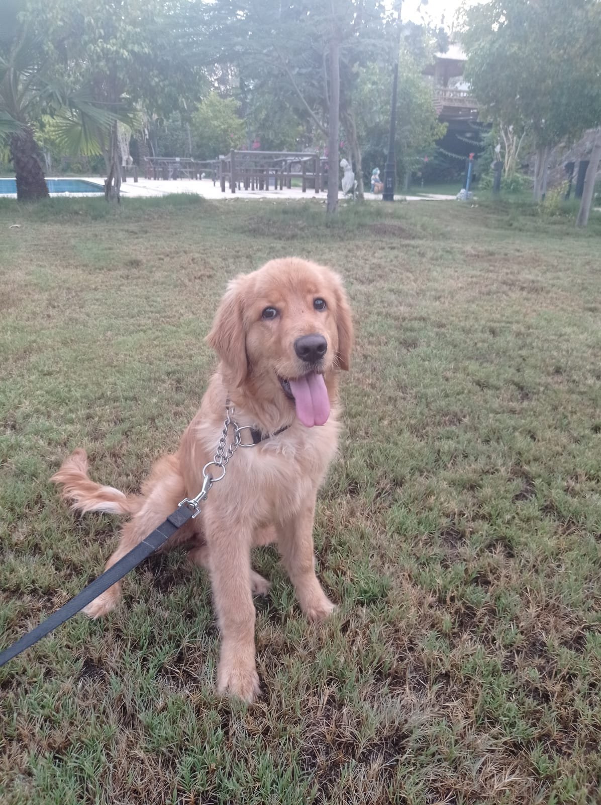 Curious farm puppy