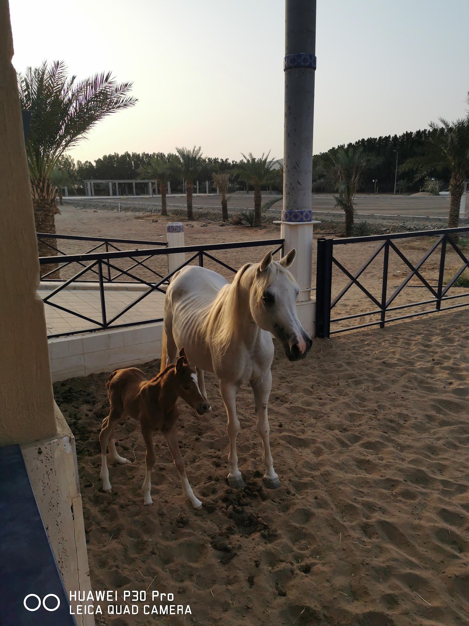Noble Arabian mare with newborn foal at breeding stables
