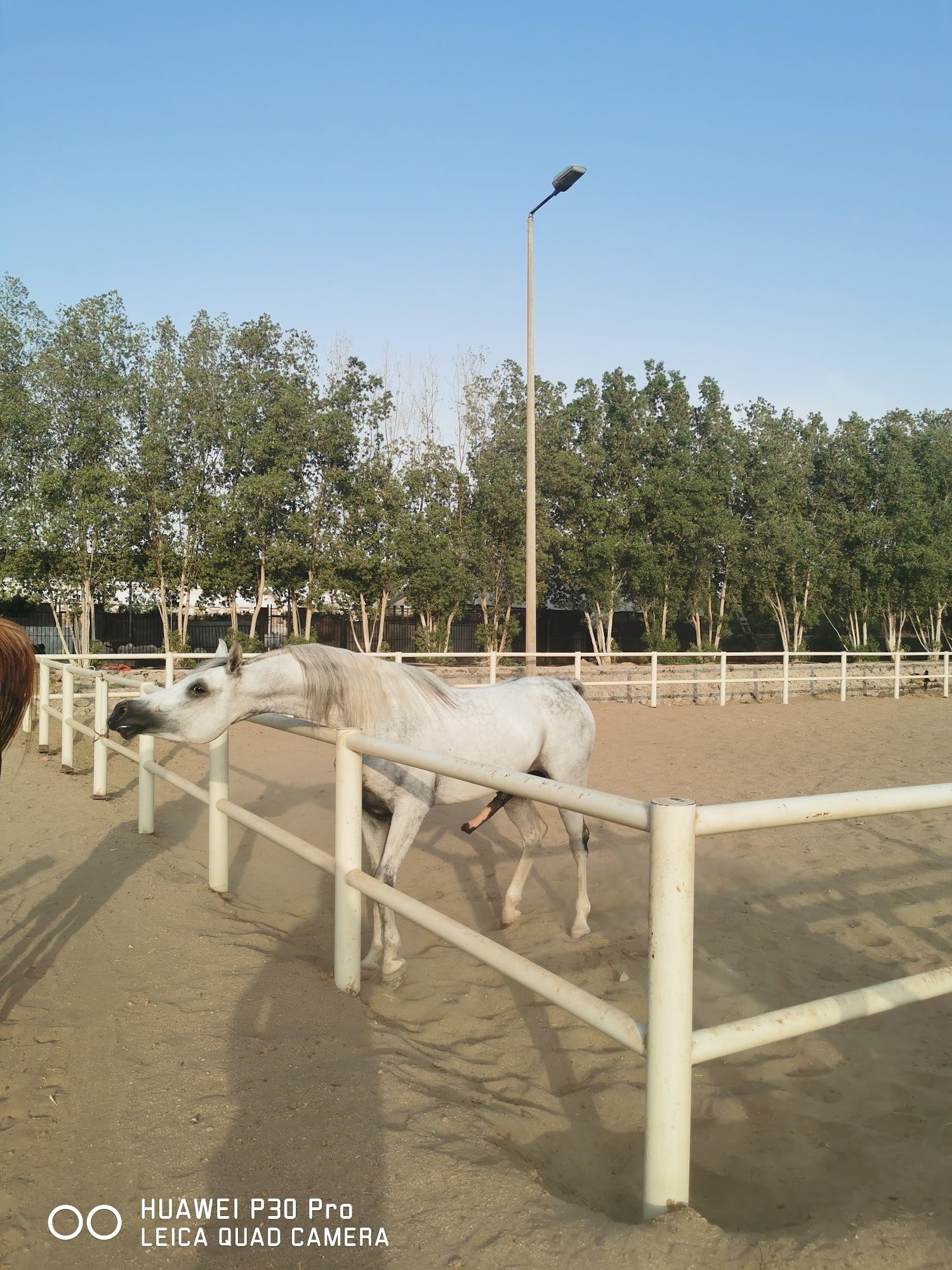 Arabian horse in arena