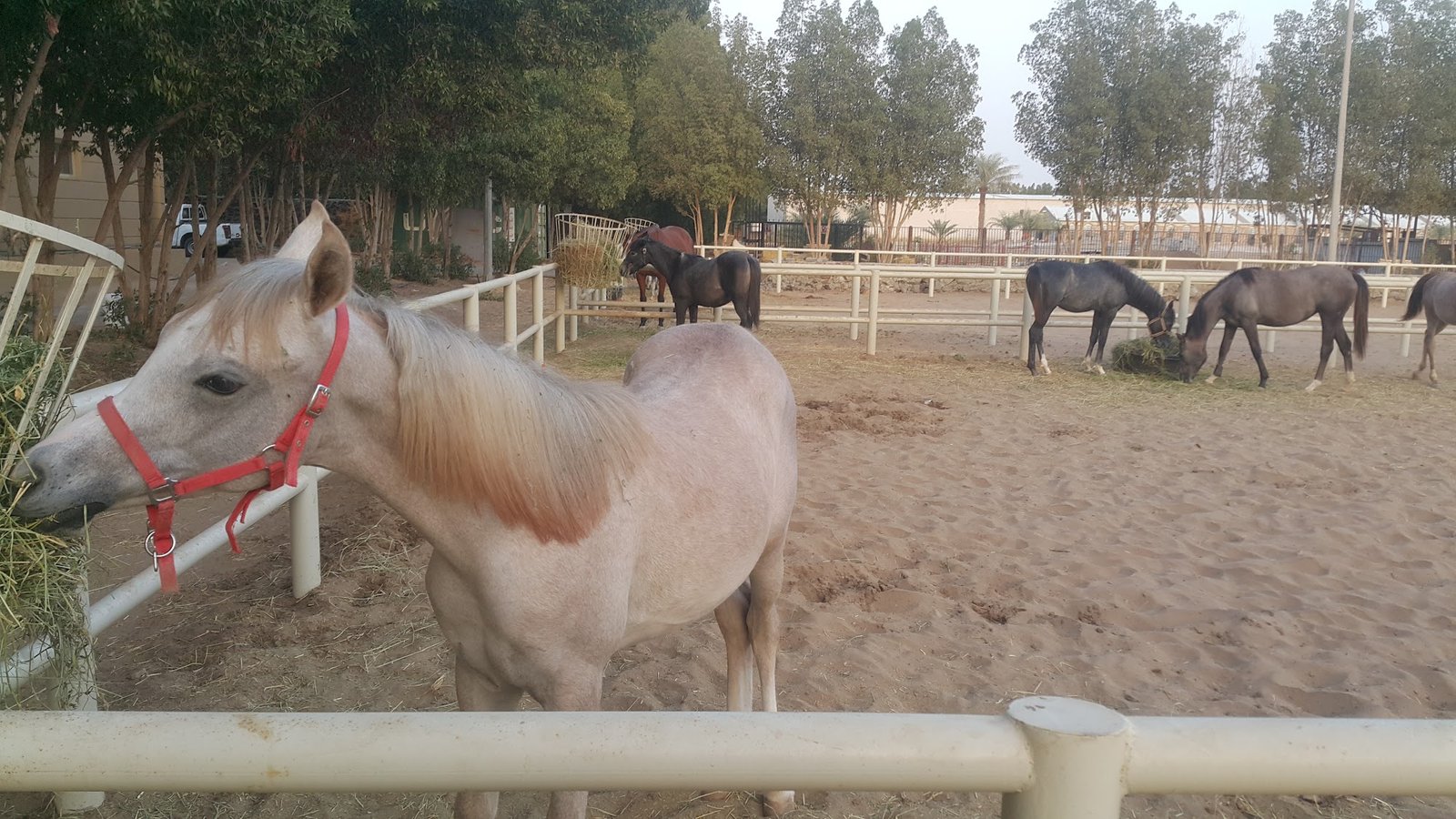 Arabian horses grazing at Ghran farm