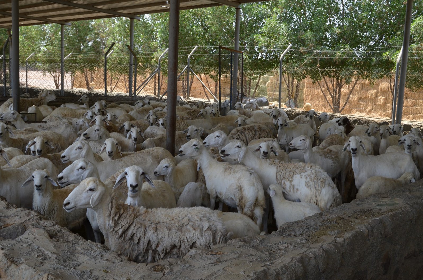 Farm livestock and sheep