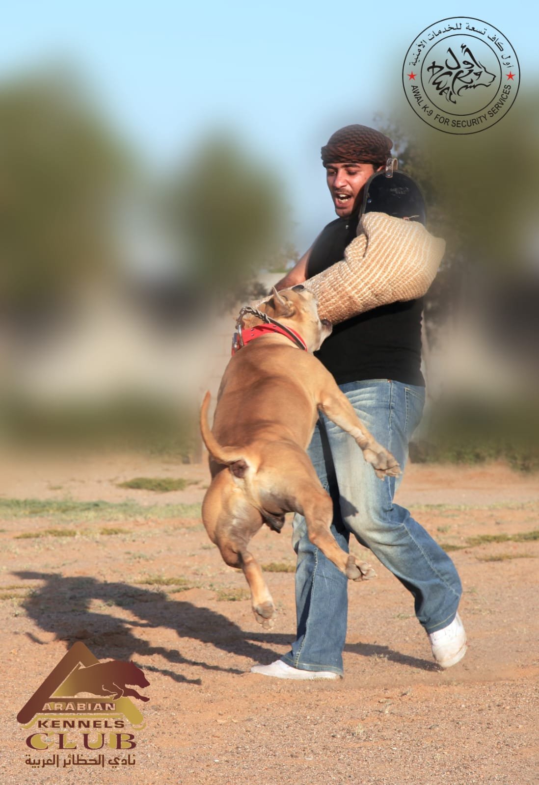 Airborne K9 protection dog in bite action with Arabian Kennels Club logo