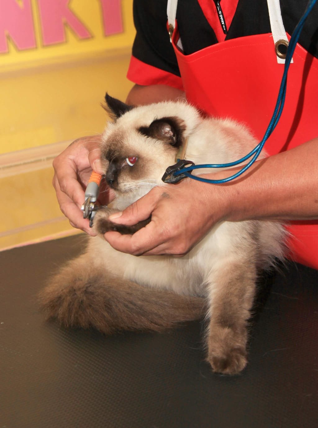 Cat nail trimming at clinic grooming table