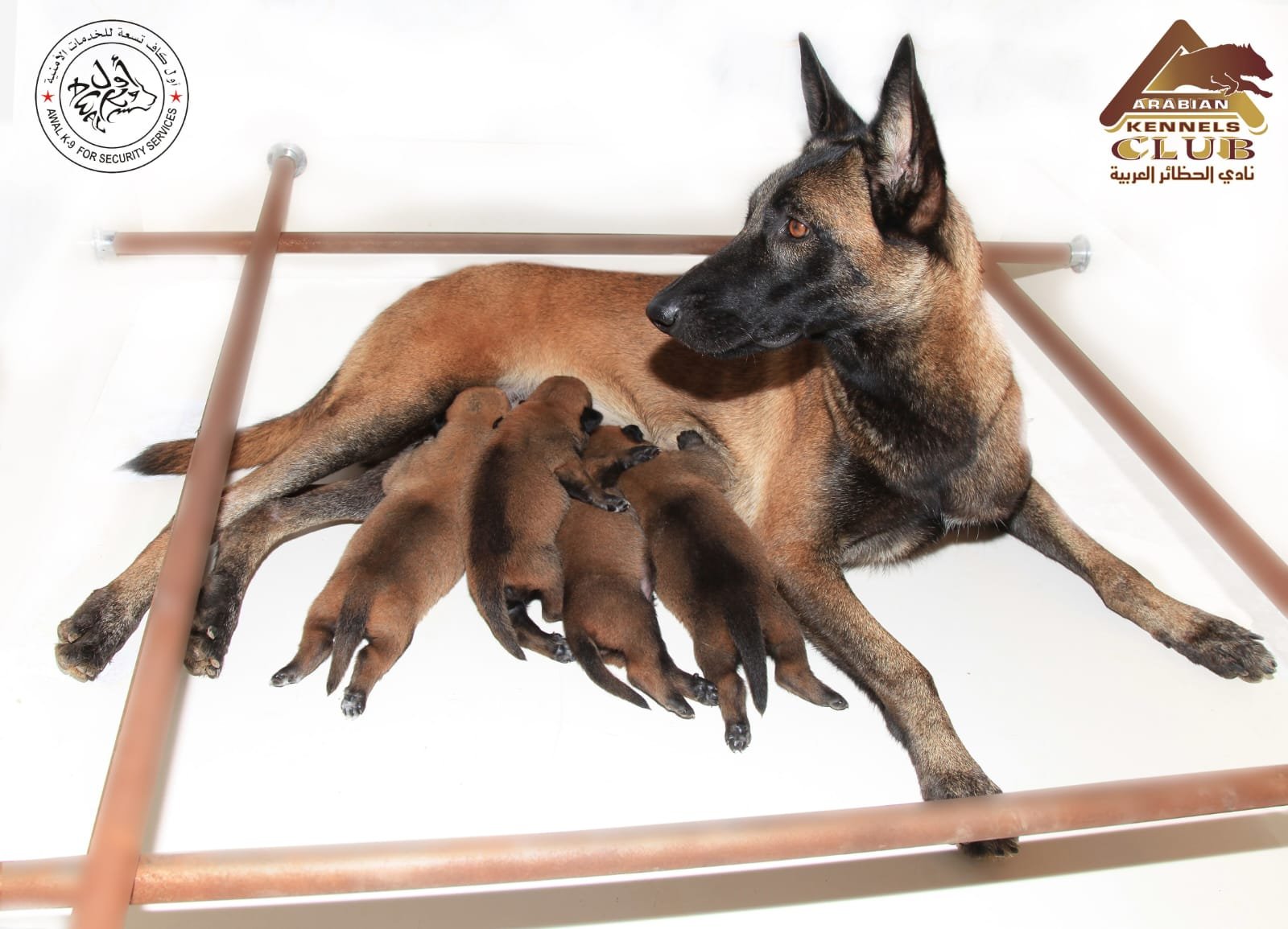 Sanctuary whelping maternal care