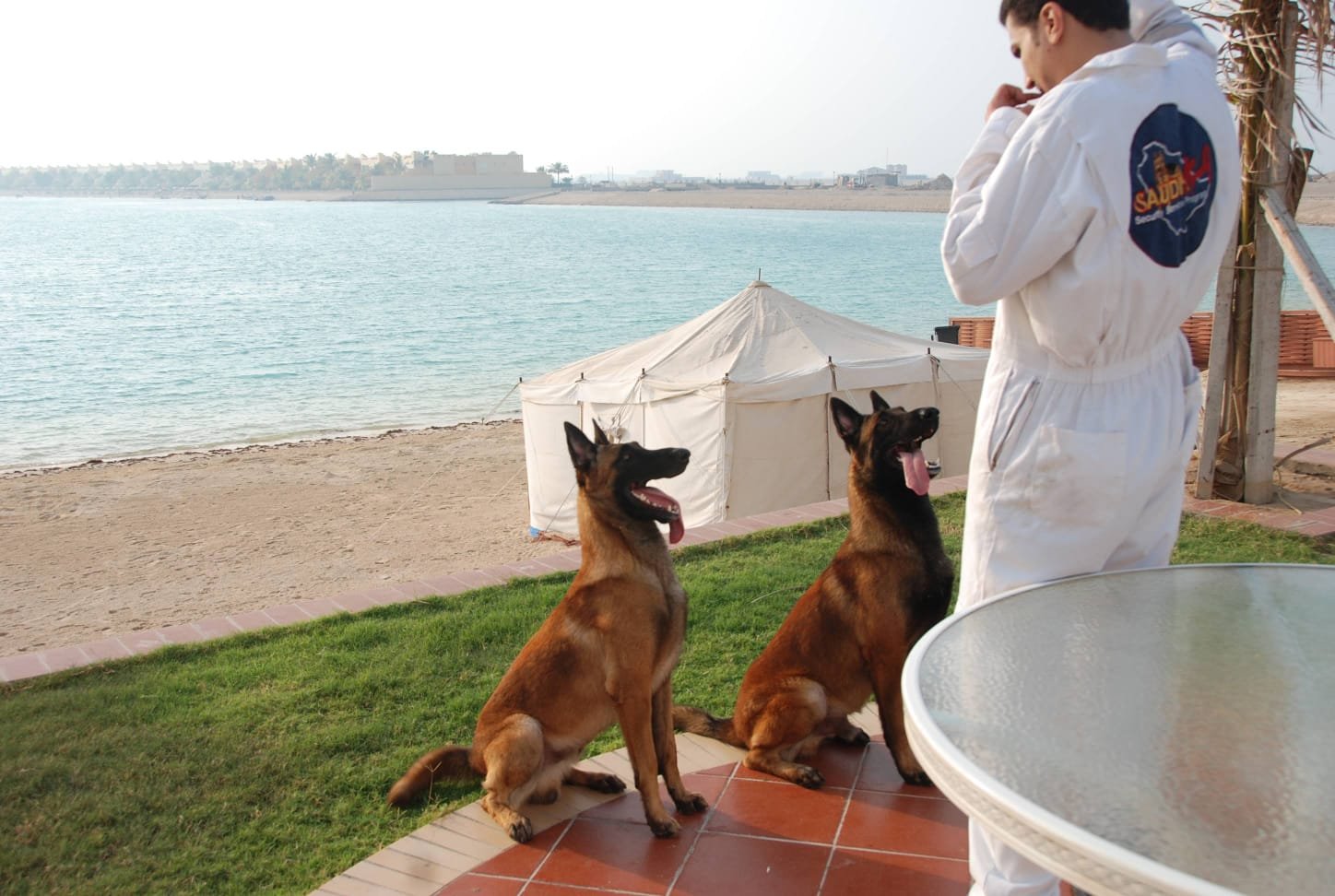 Saudi K-9 trainer with pair