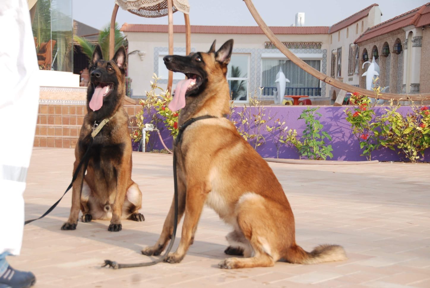 Attentive Malinois pair