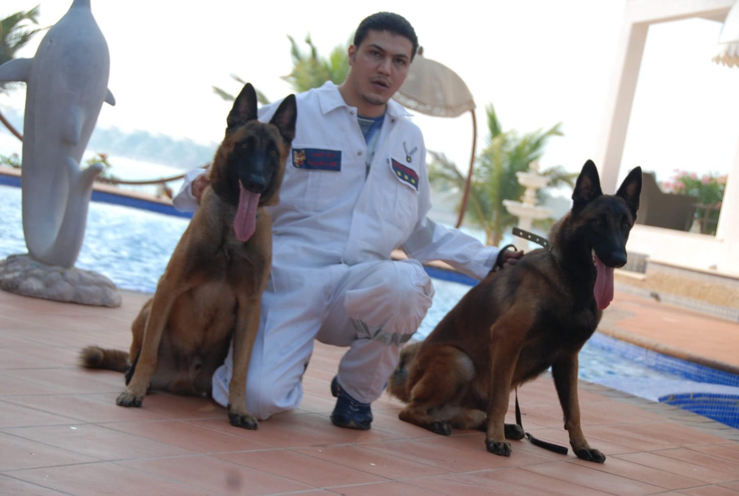 Poolside obedience with Malinois pair