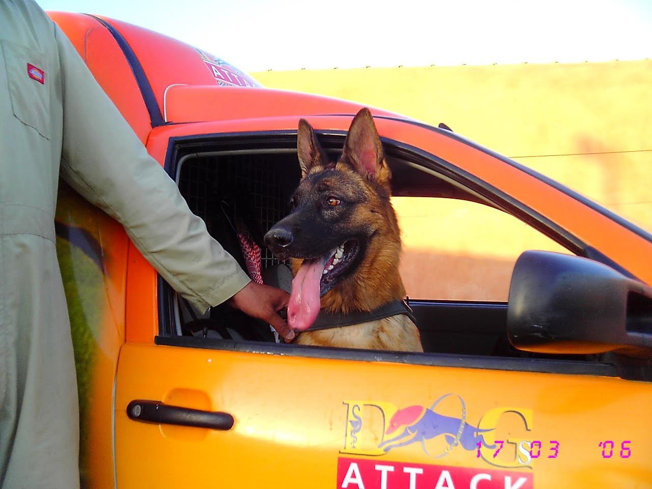 Safe pet transit and transport vehicle