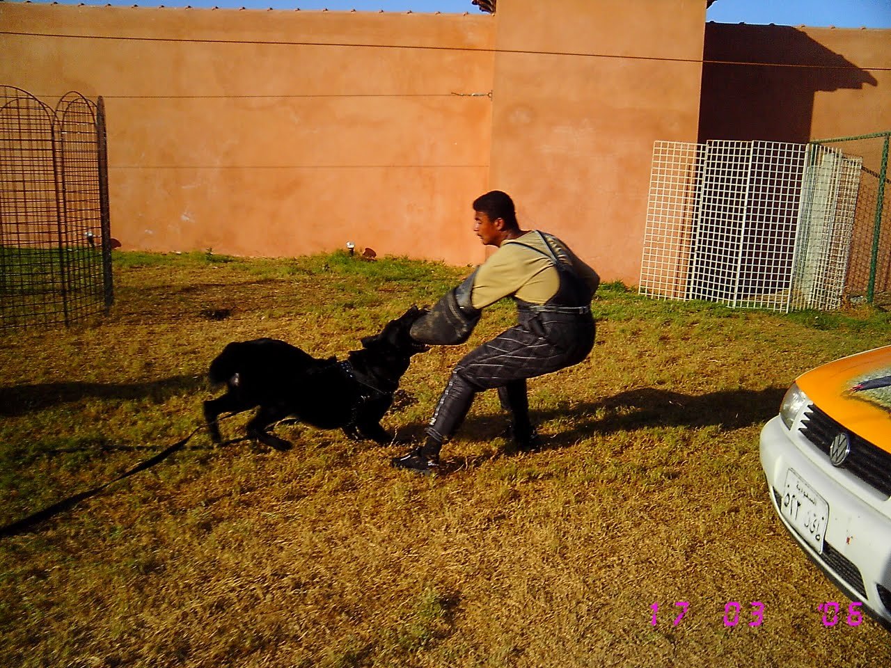 Black protection dog