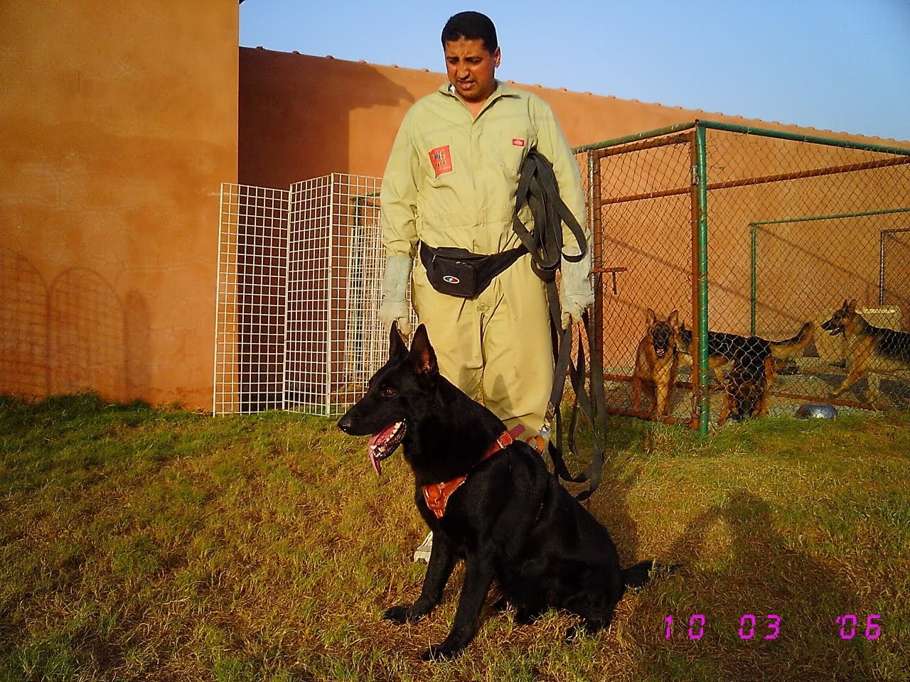 Black working German Shepherd